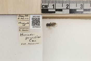 Media type: image;   Entomology 793015 Aspect: Labels